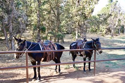 Mule Corral