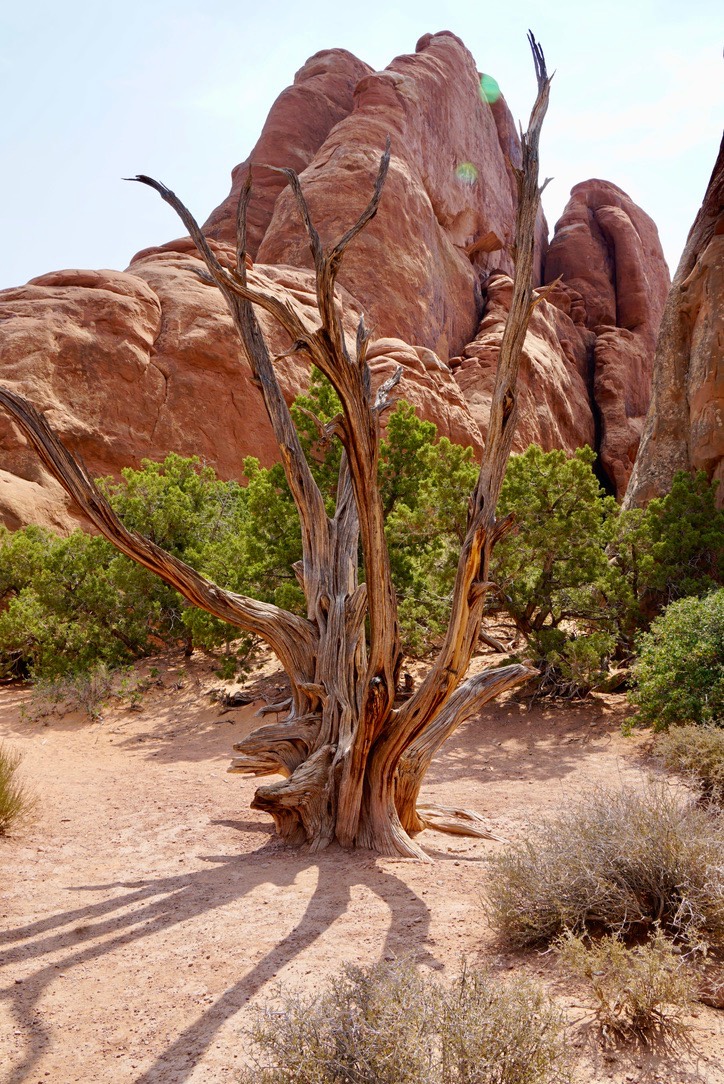 Juniper Natural Sculpture