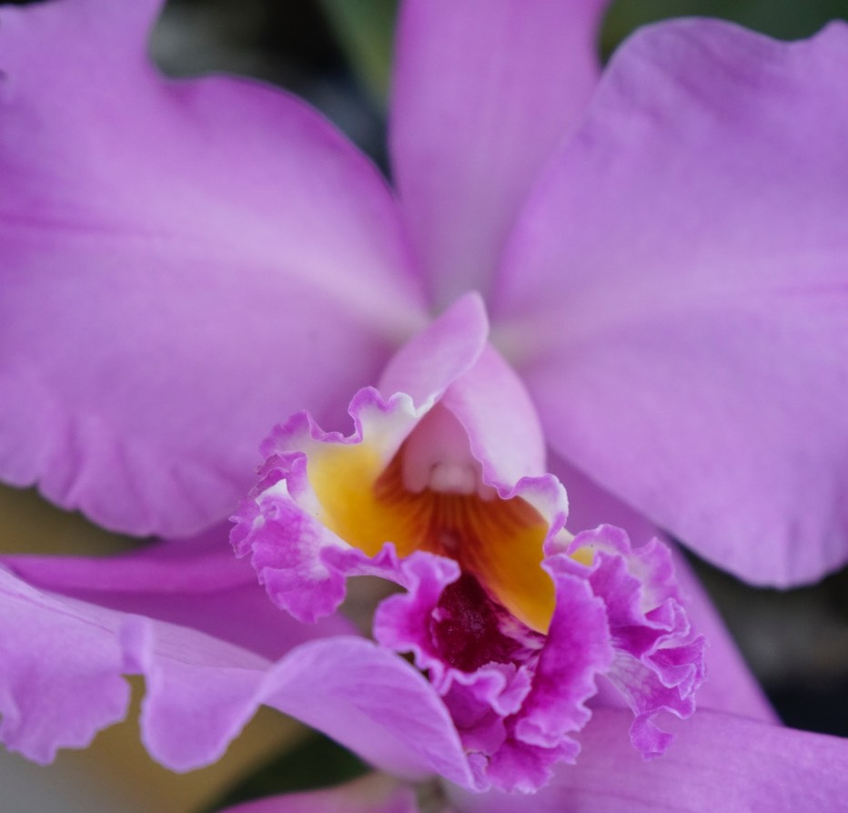 Lavendar Cattalaya Orchid.JPG 