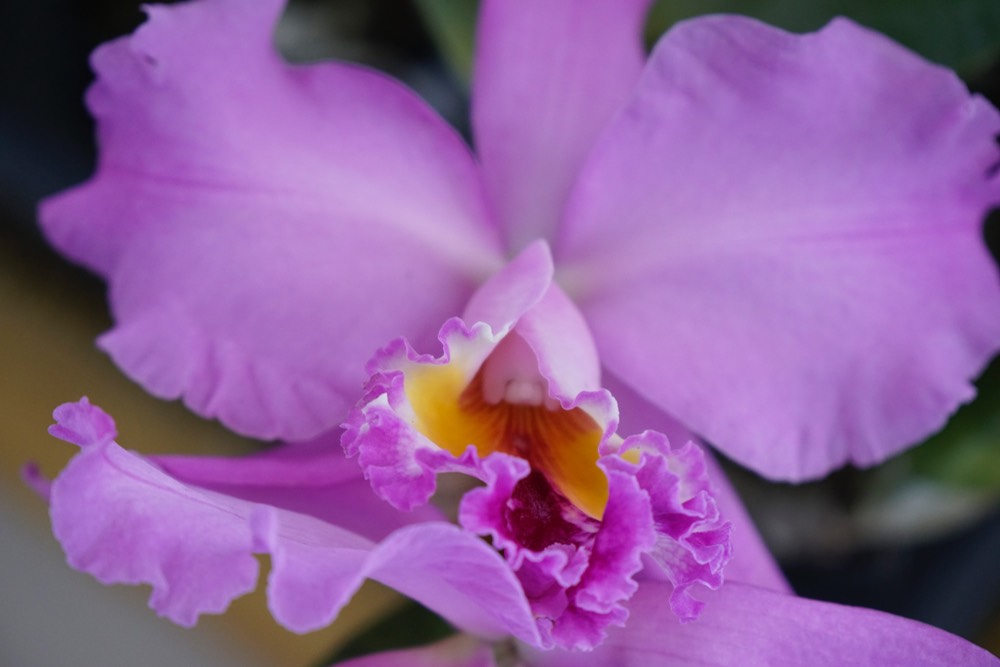 Lavendar Cattalaya Orchid.JPG 