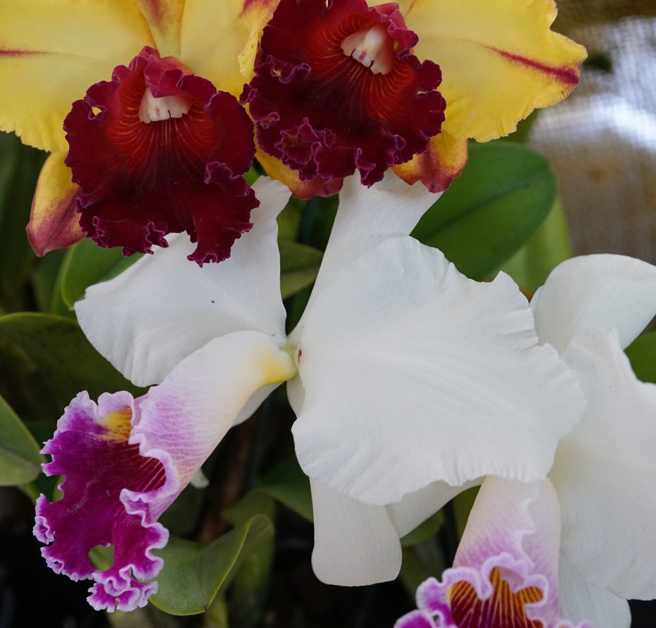 Multi-Colored Cattalaya Orchids