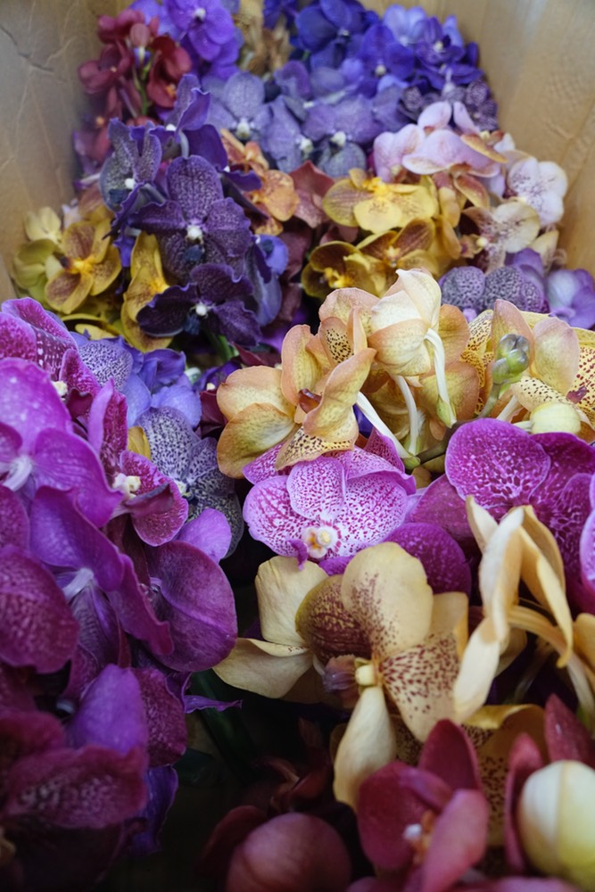 Multi-Colored Dedendrium Orchids