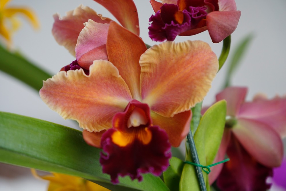 Orange and Maroon Cattalaya Orchid