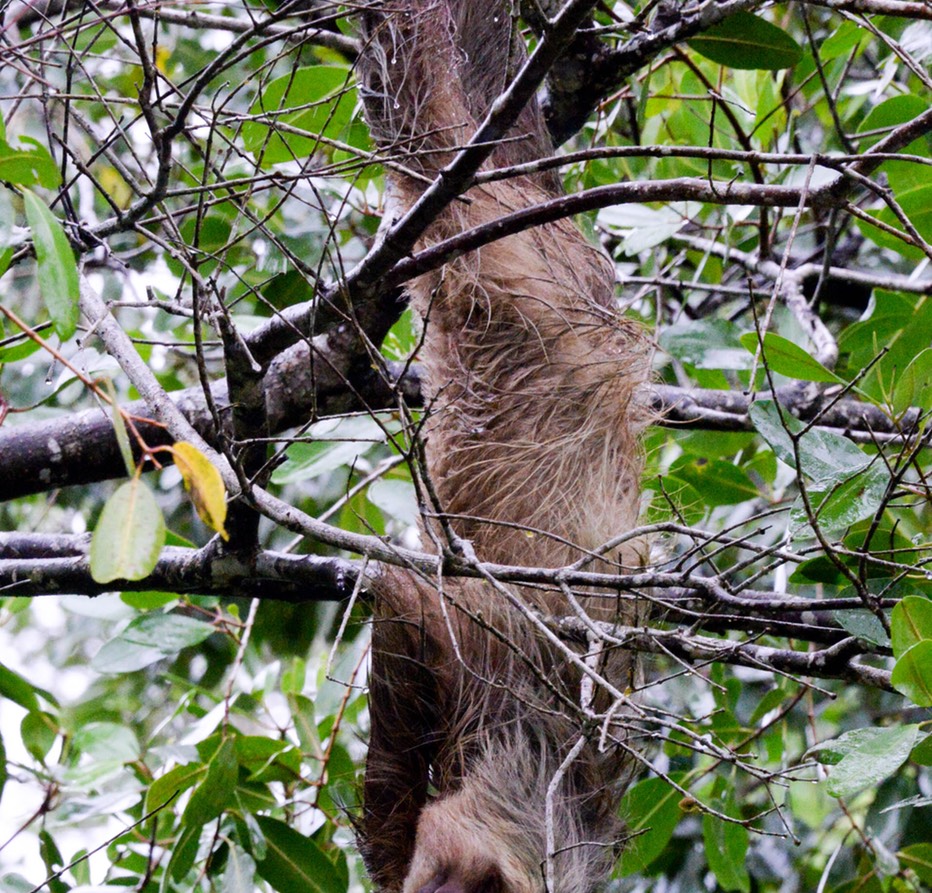 Two-Toed Sloth in the Wild